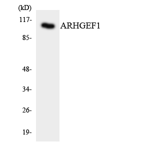 Anti-ARHGEF1 Antibody