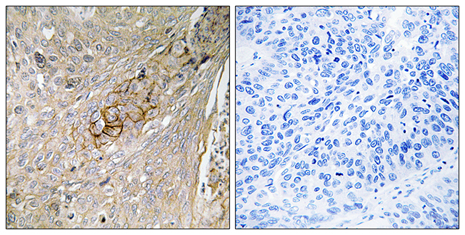 Anti-SLC6A6 Antibody - Identical to Abcam (ab196821)