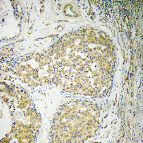 Anti-BCL-XL Antibody Anti-BCL-XL Antibody