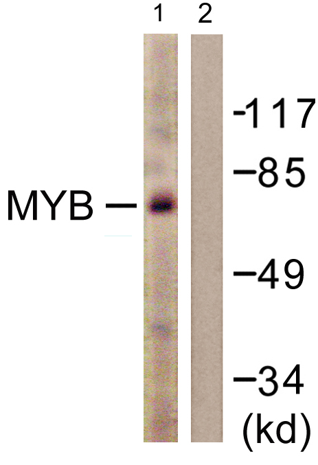 Anti-MYB Antibody - Identical to Abcam (ab117635)