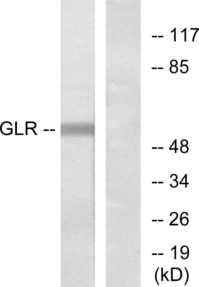 Anti-GLR Antibody - Identical to Abcam (ab75240)