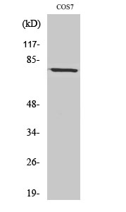 Anti-BMX Antibody Anti-BMX Antibody