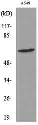 Anti-K8 (acetyl Lys483) Antibody