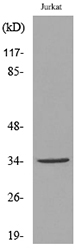 Anti-APE1 (acetyl Lys7) Antibody