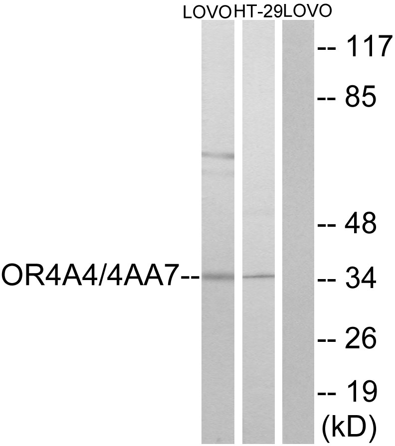 Anti-OR4A4 + OR4A47 Antibody Anti-OR4A4 + OR4A47 Antibody