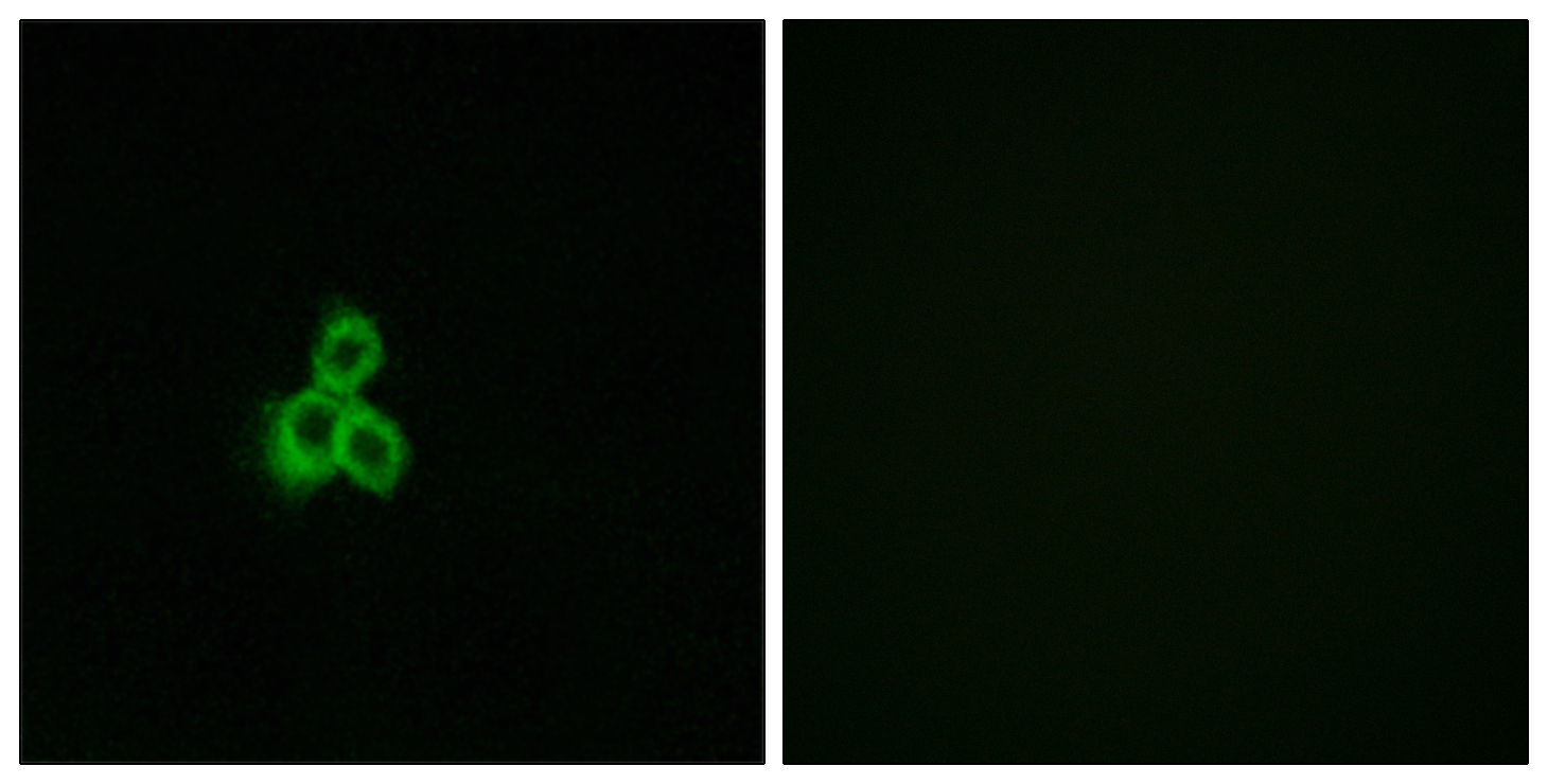 Anti-OR2T2 + OR2T35 Antibody