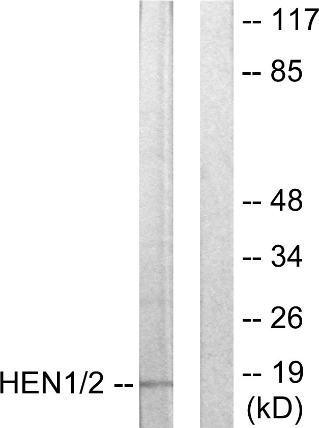 Anti-HEN1 + HEN2 Antibody