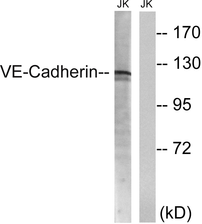 Anti-VE-Cadherin Antibody