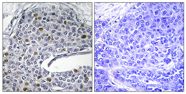 Anti-IRF3 Antibody Anti-IRF3 Antibody