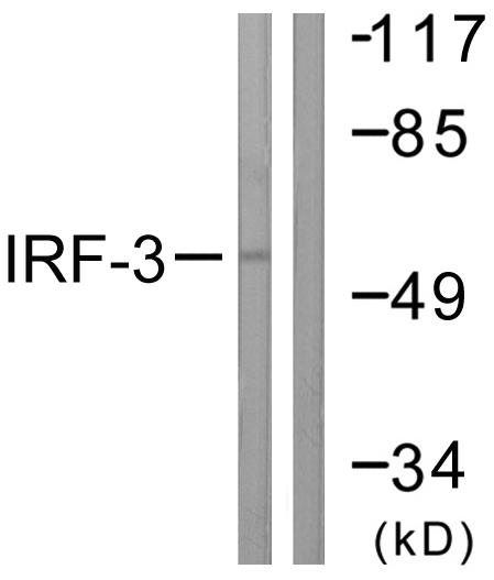 Anti-IRF3 Antibody Anti-IRF3 Antibody