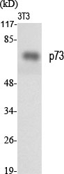 Anti-p73 Antibody Anti-p73 Antibody